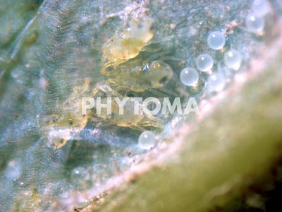 Oligonychus perseae